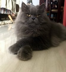 Popo - British Shorthair + Domestic Long Hair Cat