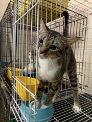 Female 2 - Domestic Short Hair Cat