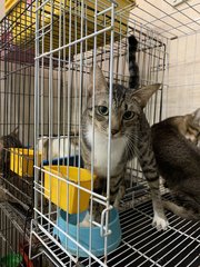 Female 2 - Domestic Short Hair Cat