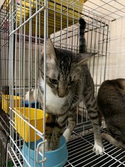 Female 2 - Domestic Short Hair Cat