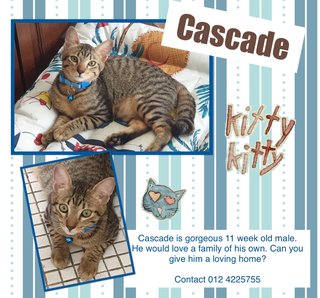 Cascade Adopted - Domestic Short Hair Cat