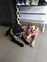 Lisa And Mia - Mixed Breed Dog