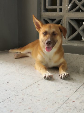 Suriya - Mixed Breed Dog
