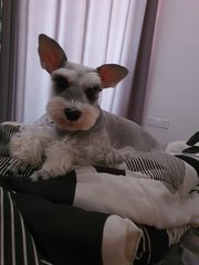 Milo - Schnauzer + Silky Terrier Dog