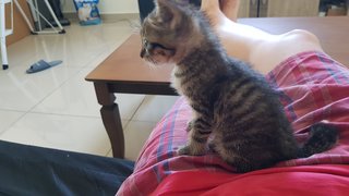 Rian - Domestic Short Hair Cat