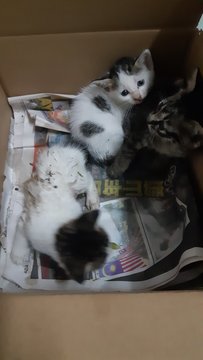 Three Female Kittens  - Domestic Short Hair Cat