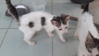 Three Female Kittens  - Domestic Short Hair Cat