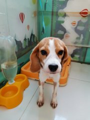 Cookie  - Beagle Dog