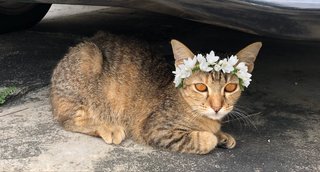 Miso - Tabby Cat