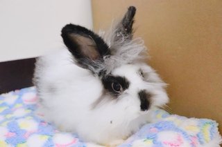 Daniela - Lionhead Rabbit