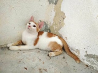 Creamsicle  - Domestic Short Hair Cat