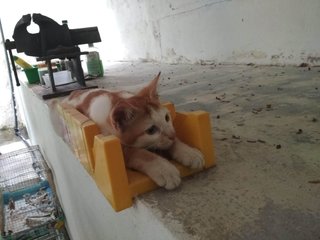 Creamsicle  - Domestic Short Hair Cat