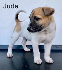 Jude - Mixed Breed Dog