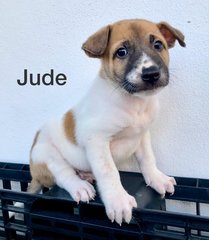 Jude - Mixed Breed Dog