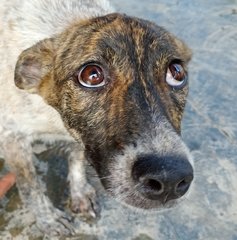 Love Knows No Breed - The Rockerz - Belgian Shepherd Malinois Mix Dog