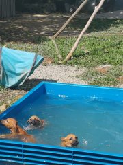 3 pups love swimming