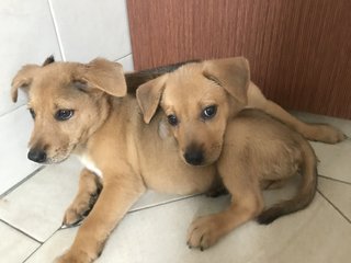 Tia And Tamera - Mixed Breed Dog