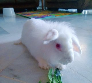 1 Male Rabbit (Sunway) - Angora Rabbit Rabbit