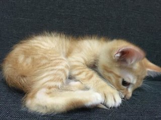 Peppermint - British Shorthair Cat