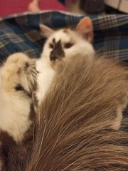 Osamu Dazai - Domestic Medium Hair + Siamese Cat