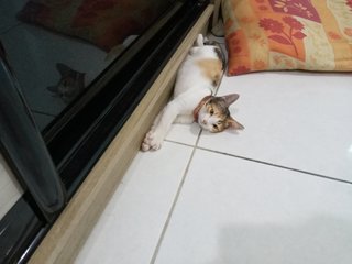 Timon - Domestic Short Hair Cat