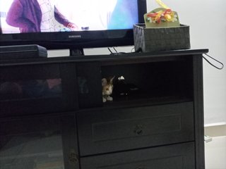 Timon - Domestic Short Hair Cat