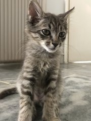 Loki - Tiger Cat