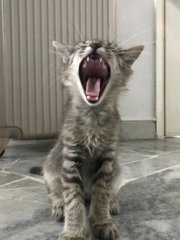 Loki - Tiger Cat
