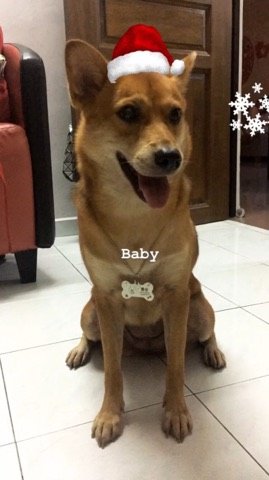 Shelby - Mixed Breed Dog