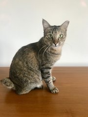Barbara (Now Kim Kat) - Domestic Short Hair Cat