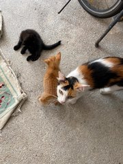 Mama Bear, Oyen And Blacky - Calico Cat