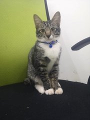 Pebbles &amp; Ajax - Domestic Short Hair Cat