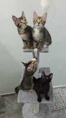 4 Kittens For Adoption - Oriental Short Hair + Oriental Long Hair Cat