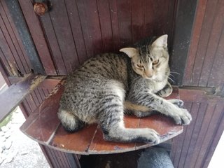 Chiko - Ocicat + Domestic Short Hair Cat