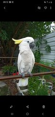 Cockatoo Sulfur Greater  - Cockatoo Bird