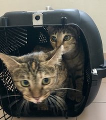 Koneko is behind her mama, her very first time indoors, soon after rescue