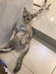Ah Hui - Singapura Cat