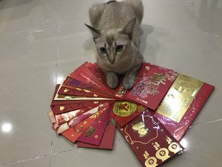 Ah Hui - Singapura Cat