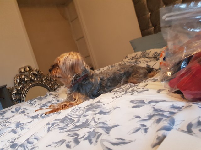 Dolly - Yorkshire Terrier Yorkie Dog