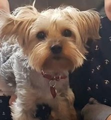 Dolly - Yorkshire Terrier Yorkie Dog