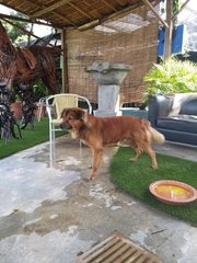 Boxer Harry - Golden Retriever Mix Dog