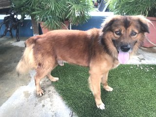 Boxer Harry - Golden Retriever Mix Dog