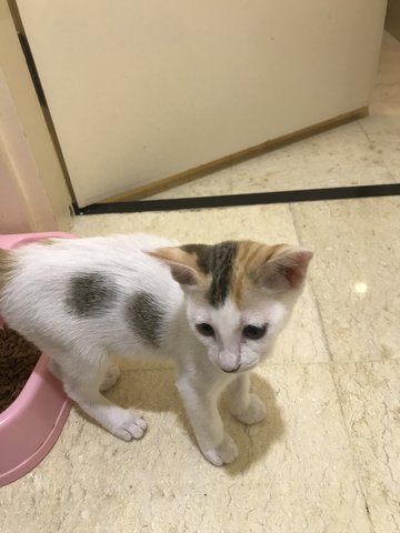 Tea - Domestic Short Hair Cat