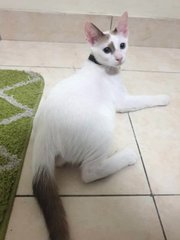 Jupiter (Jupi)  - Domestic Short Hair Cat