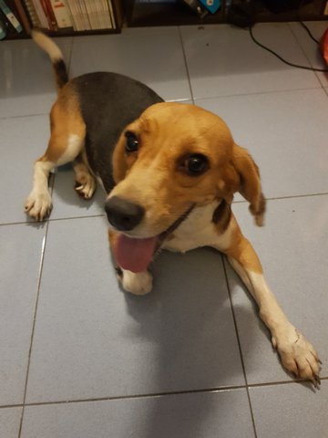 Bebe - Beagle Dog