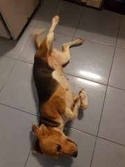 Bebe - Beagle Dog