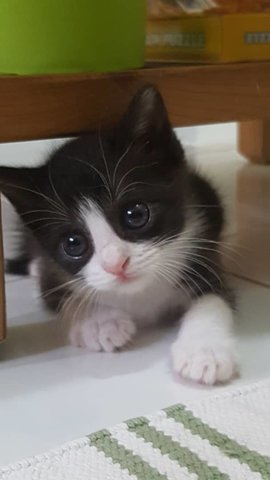 Dogs Cats For Adoption And Sale In Malaysia Adopt Cute Puppies