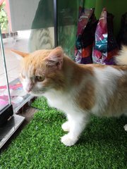 Tyson - Domestic Medium Hair Cat