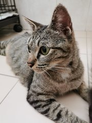 Mummy All - Tabby + Domestic Short Hair Cat
