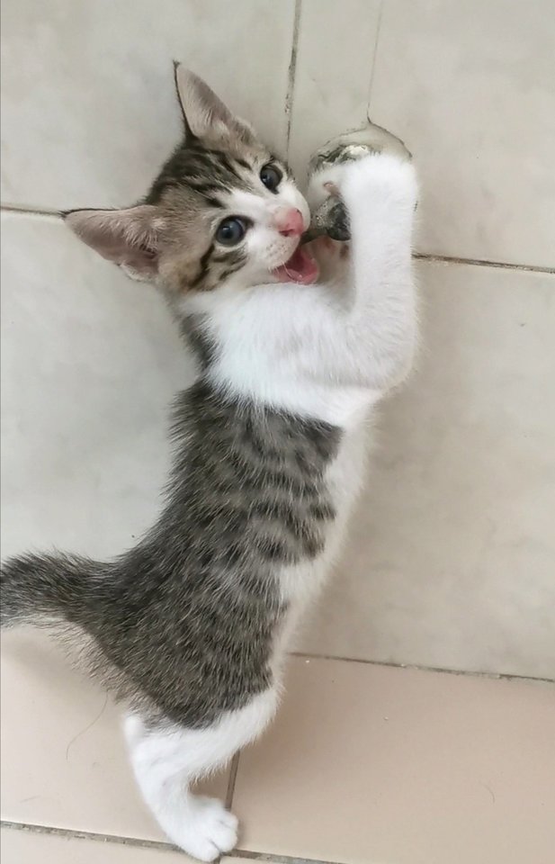 Domestic Medium Hair Kitten Adopted 4 Years 1 Month, Allan from Klang